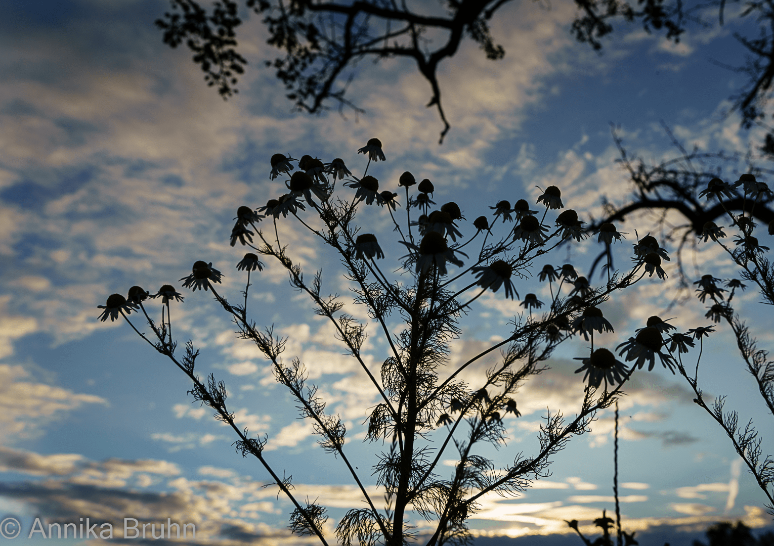 Kamille in der Abenddämmerung